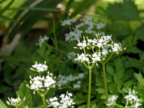 Chamaele decumbens