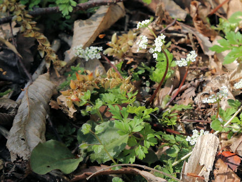 Chamaele decumbens