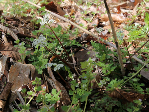 Chamaele decumbens