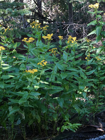 Senecio triangularis