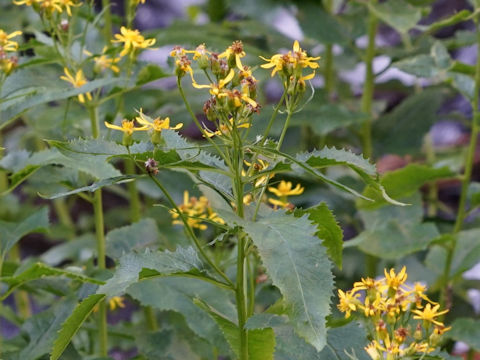 Senecio triangularis