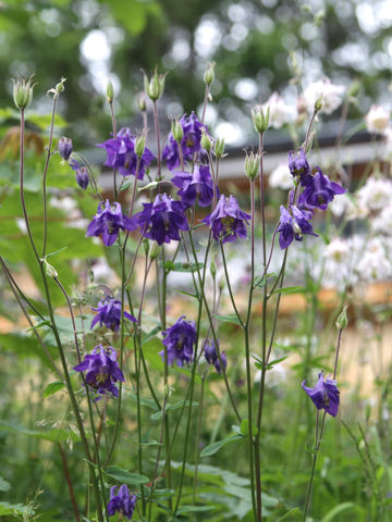 Aquilegia vulgaris