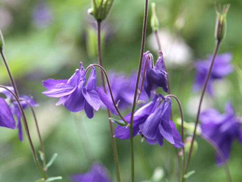 Aquilegia vulgaris