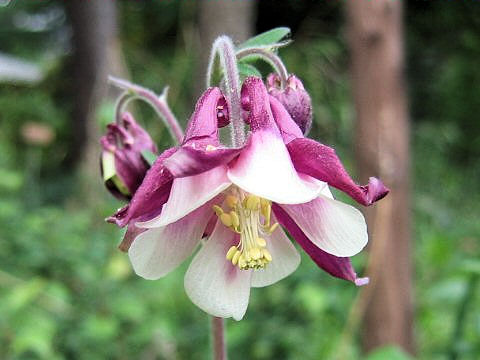 Aquilegia vulgaris