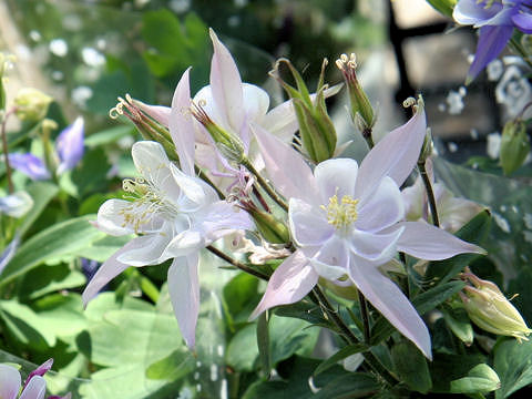 Aquilegia vulgaris