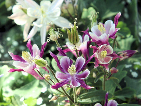 Aquilegia vulgaris