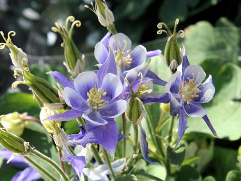 Aquilegia vulgaris