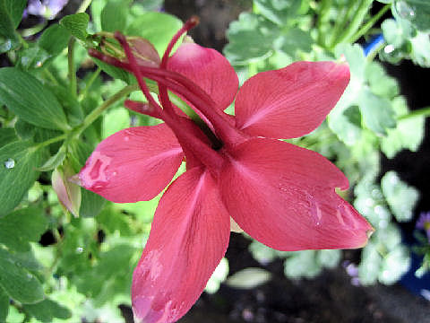 Aquilegia vulgaris