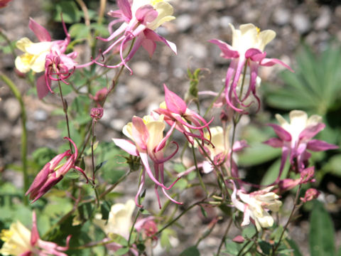 Aquilegia vulgaris