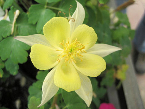 Aquilegia vulgaris