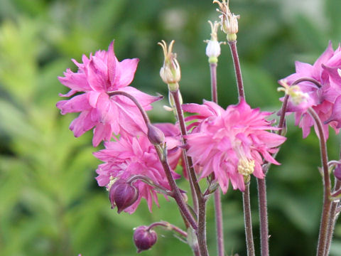 Aquilegia vulgaris