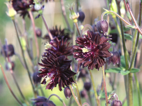 Aquilegia vulgaris