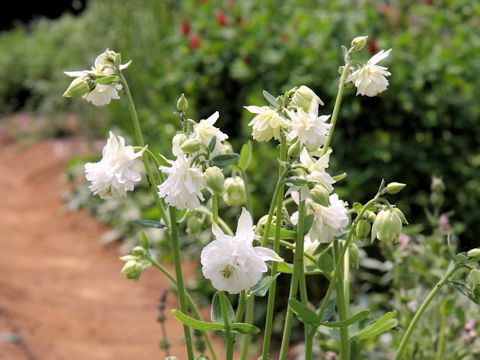 Aquilegia vulgaris