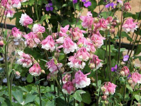 Aquilegia vulgaris