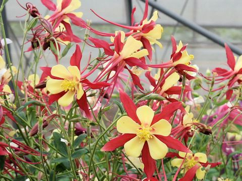 Aquilegia vulgaris