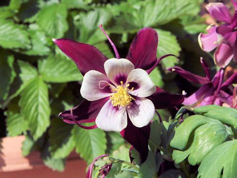 Aquilegia vulgaris