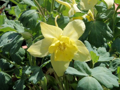 Aquilegia vulgaris