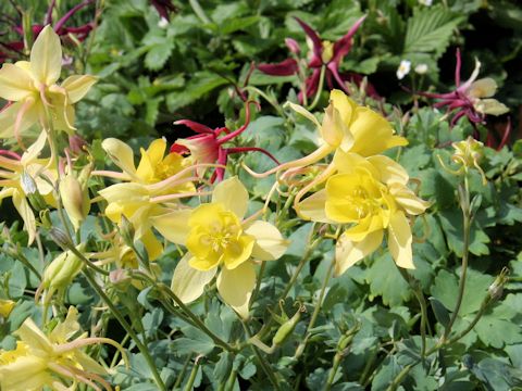 Aquilegia vulgaris