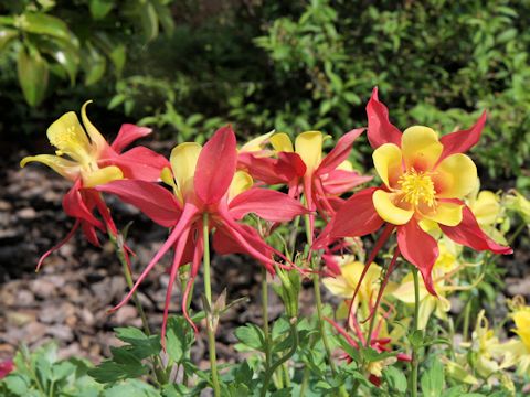 Aquilegia vulgaris