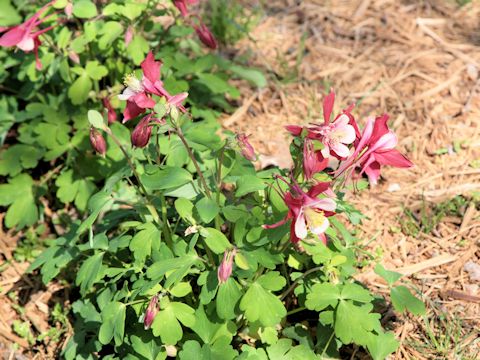 Aquilegia vulgaris