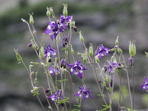 Aquilegia vulgaris