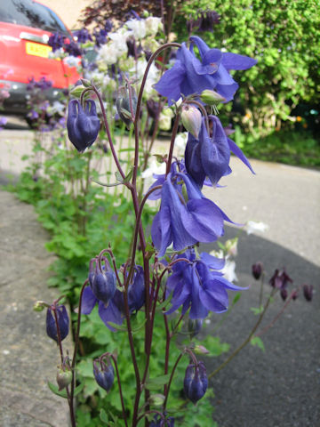 Aquilegia vulgaris