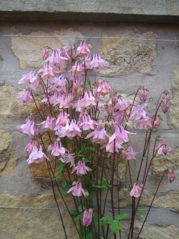 Aquilegia vulgaris