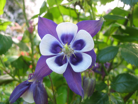 Aquilegia vulgaris