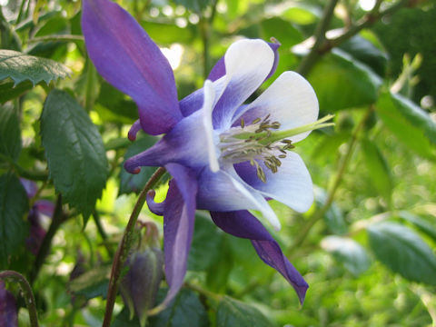 Aquilegia vulgaris