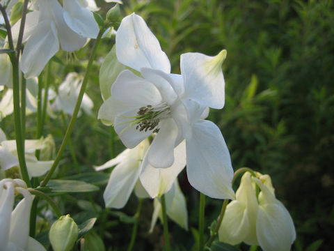 Aquilegia vulgaris