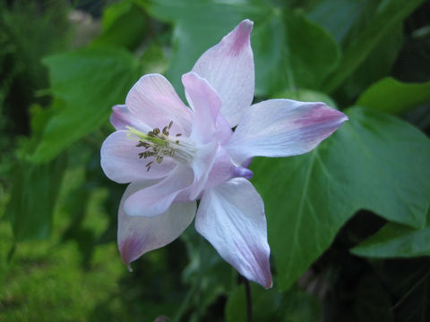 Aquilegia vulgaris