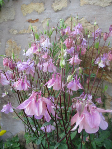 Aquilegia vulgaris