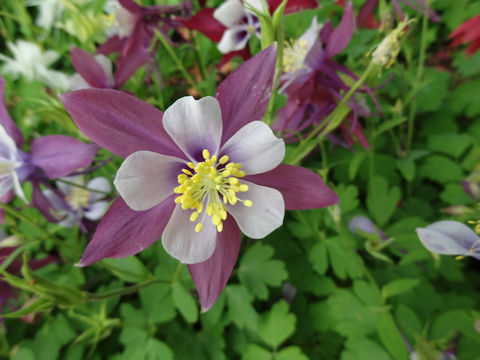 Aquilegia vulgaris