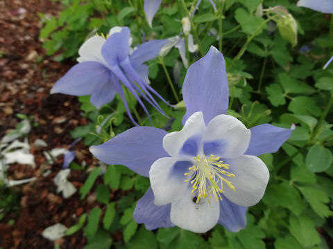 Aquilegia vulgaris