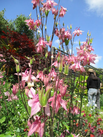 Aquilegia vulgaris