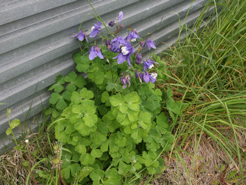 Aquilegia vulgaris