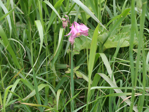 Aquilegia vulgaris