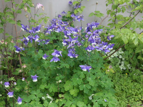 Aquilegia vulgaris