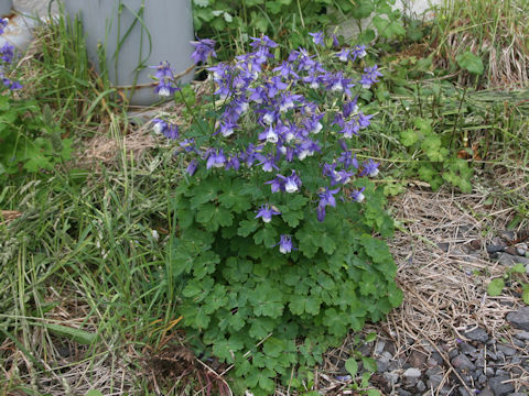 Aquilegia vulgaris