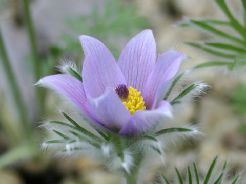 Pulsatilla vulgaris