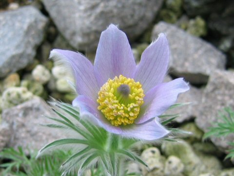 Pulsatilla vulgaris