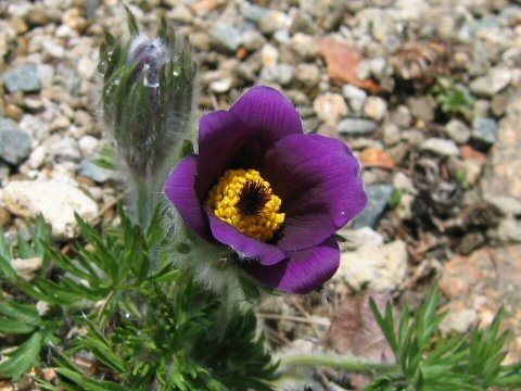 Pulsatilla vulgaris