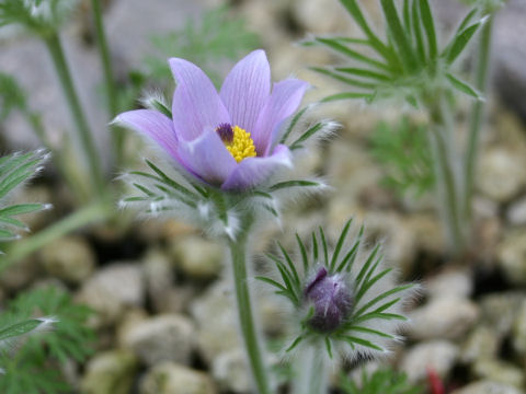 Pulsatilla vulgaris