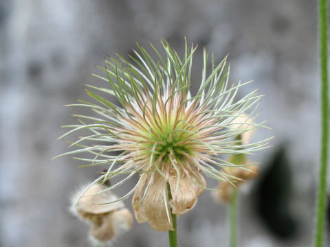 Pulsatilla vulgaris