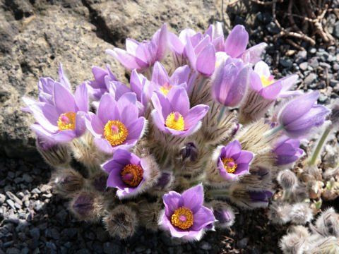 Pulsatilla vulgaris