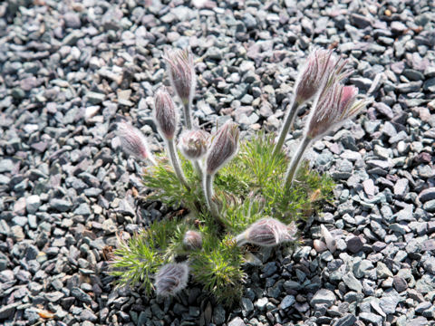 Pulsatilla vulgaris