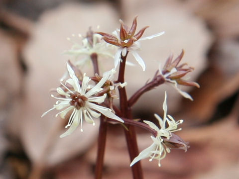 Coptis japonica var. dissecta