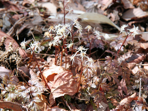 Coptis japonica var. dissecta