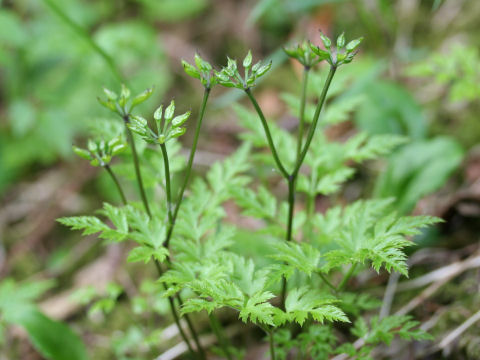 Coptis japonica var. dissecta