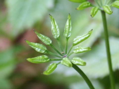 Coptis japonica var. dissecta